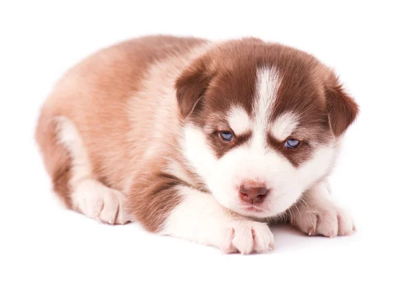 Roztomilý siberian husky puppy — Stock fotografie