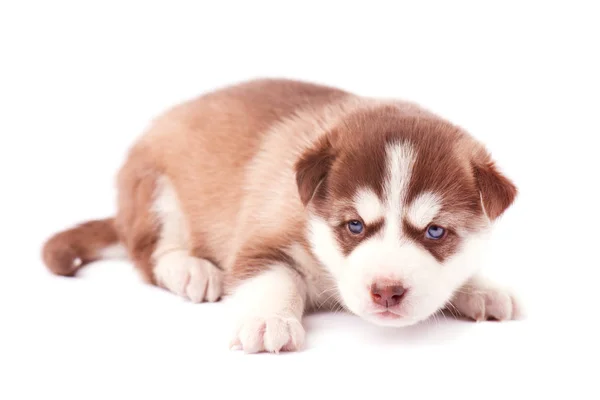 Schattige bruin puppy Siberische husky, geïsoleerd — Stockfoto