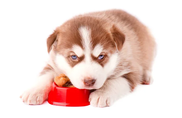 Lindo cachorro marrón de husky siberiano con galletas de perro en plato rojo —  Fotos de Stock