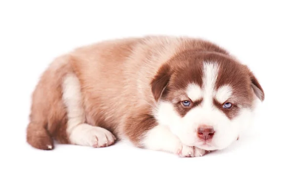 Симпатичный бурый щенок сибирского хаски, изолированный — стоковое фото