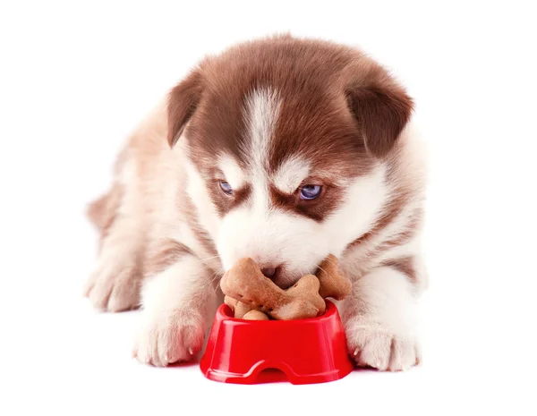 Husky siberiano con biscotti di cane in piatto rosso, isolato su sfondo bianco — Foto Stock