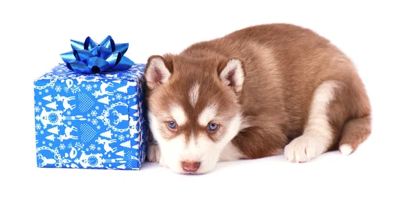 Cachorrinho husky siberiano com presente de Natal azul isolado — Fotografia de Stock