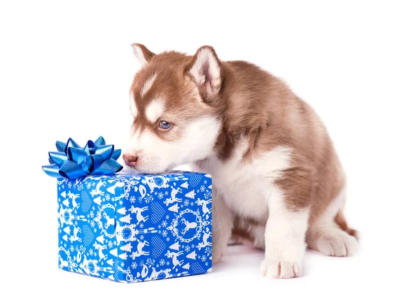 Cachorrinho husky siberiano com presente de Natal azul isolado — Fotografia de Stock