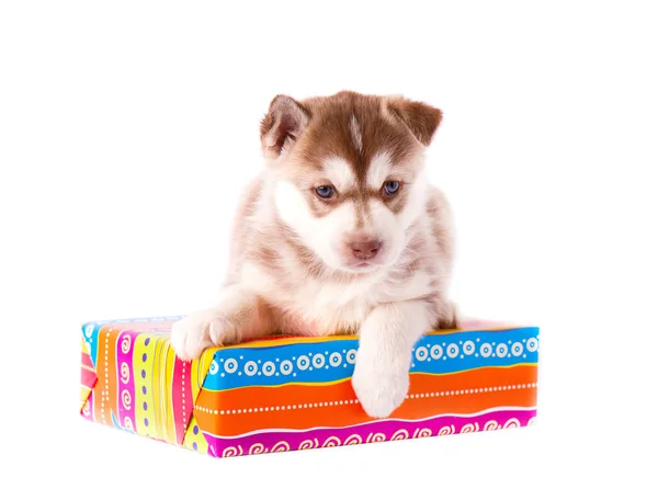 Sibiřský husky s pestrobarevným krabičky, samostatný — Stock fotografie
