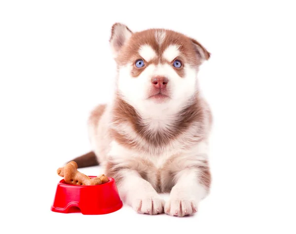 Carino cucciolo marrone di husky siberiano con biscotti di cane in piatto rosso, isolato — Foto Stock