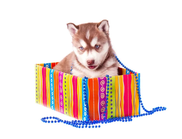 Pequeño cachorro siberiano husky color rojo en una caja de regalo de color aislado — Foto de Stock