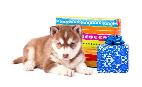 Kleine pup Siberische husky en gekleurde geschenkdoos geïsoleerd — Stockfoto