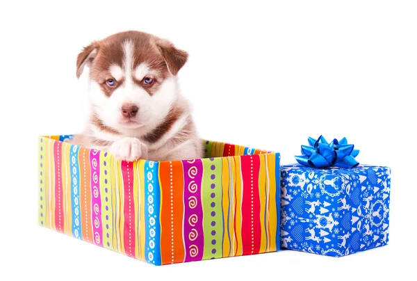Pequeno cachorro siberiano husky cor vermelha em uma caixa de presente colorido isolado — Fotografia de Stock