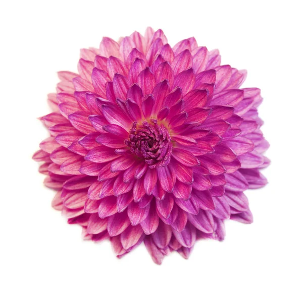 Purple flower bud chrysanthemum close-up, isolated — Stock Photo, Image
