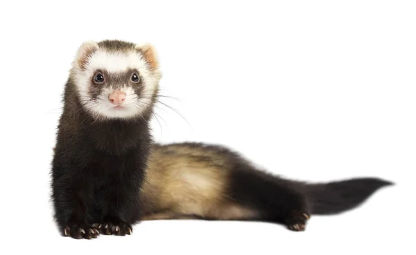 Ferret in full growth lies isolated — Stock Photo, Image