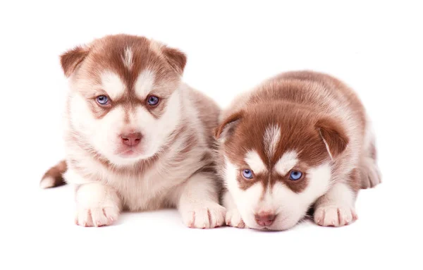 Cucciolo robusto con gli occhi azzurri, isolato — Foto Stock