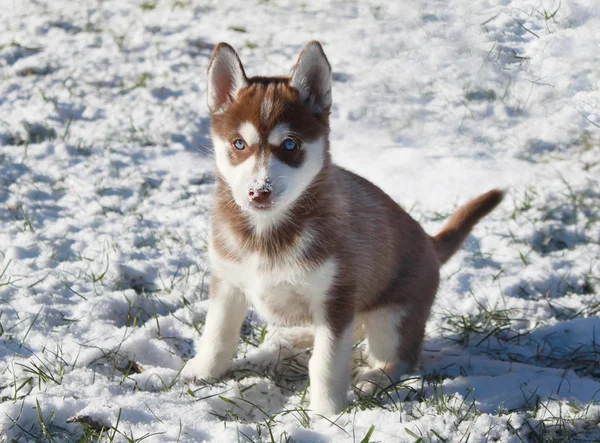 Sibiřský Husky štěně hraje ve sněhu — Stock fotografie
