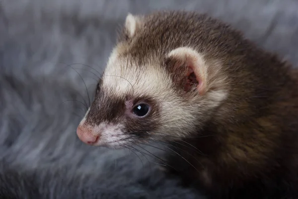 Grijze ferret snuit — Stockfoto