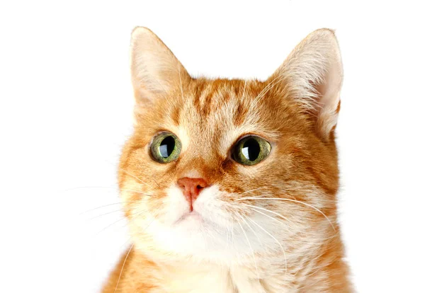 Beyaz arka plan üzerinde izole yetişkin kırmızı kedi