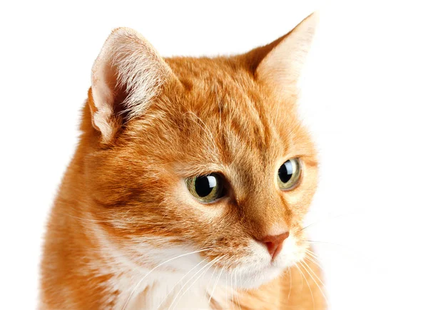 Adulto gato vermelho isolado no fundo branco — Fotografia de Stock