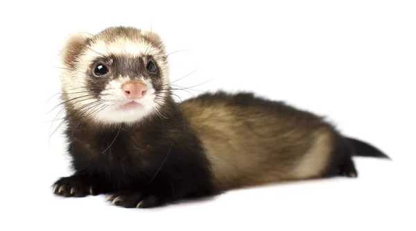 Ferret geïsoleerd op een witte achtergrond — Stockfoto