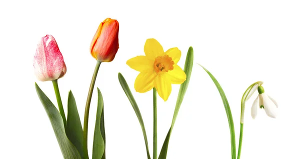 Tulipes rouges et roses, narcisses jaunes et perce-neige, isolées sur blanc — Photo