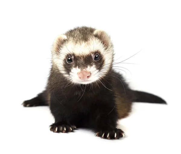 Ferret geïsoleerd op een witte achtergrond — Stockfoto