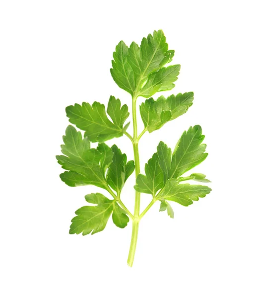 Green fresh twig of parsley isolated — Stock Photo, Image