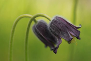 Güzel mor küçük bahar çiçek. Pulsatilla montana.