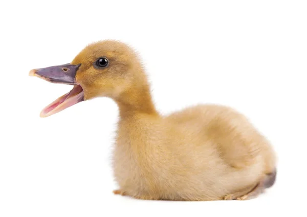 Canard domestique isolé sur fond blanc — Photo