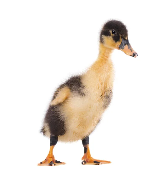 Cute duckling isolated on white background — Stock Photo, Image