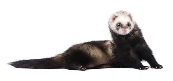 Grey ferret in full growth lies isolated — Stock Photo, Image