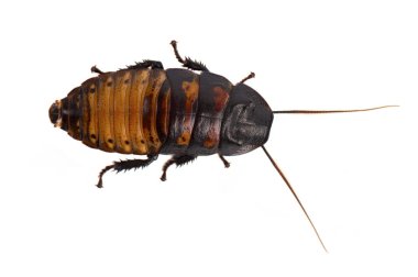 Hamamböceği beyaz arkaplanda izole edildi