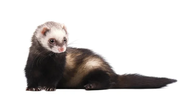 Cute grey ferret in full growth lies isolated — Stock Photo, Image