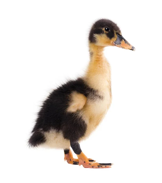 Beyaz arka plan üzerinde izole sevimli ördek yavrusu — Stok fotoğraf