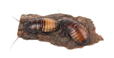 Beyaz arka plan üzerinde izole ağaç kabuğu üzerinde Madagaskar hamamböceği