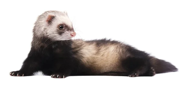 Leuke grijze ferret in volle groei ligt geïsoleerd — Stockfoto