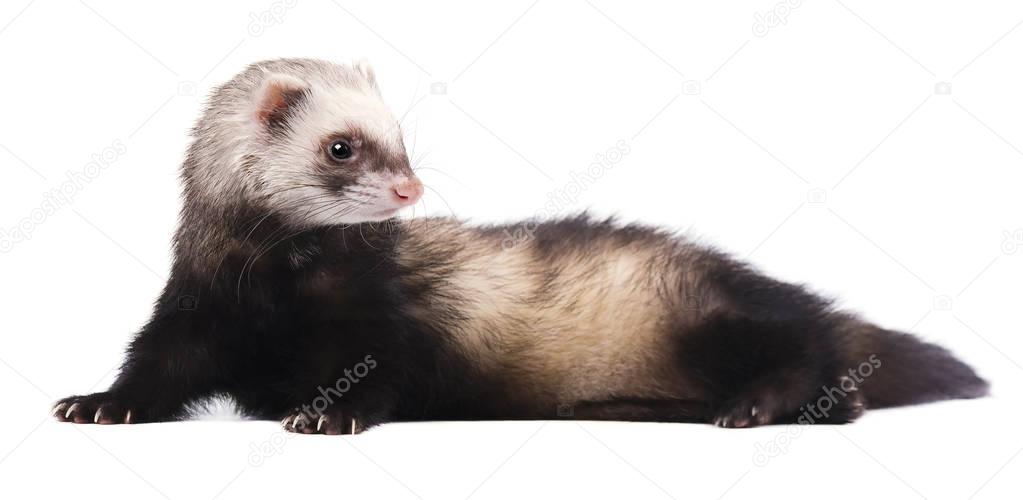 Cute grey ferret in full growth lies isolated