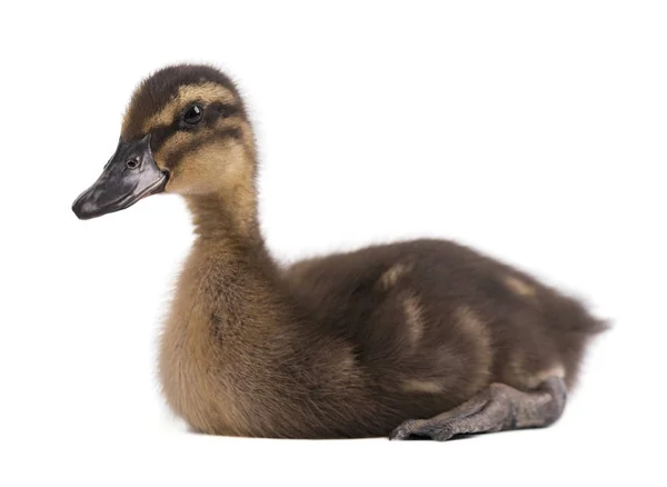 Canard gris isolé sur fond blanc — Photo