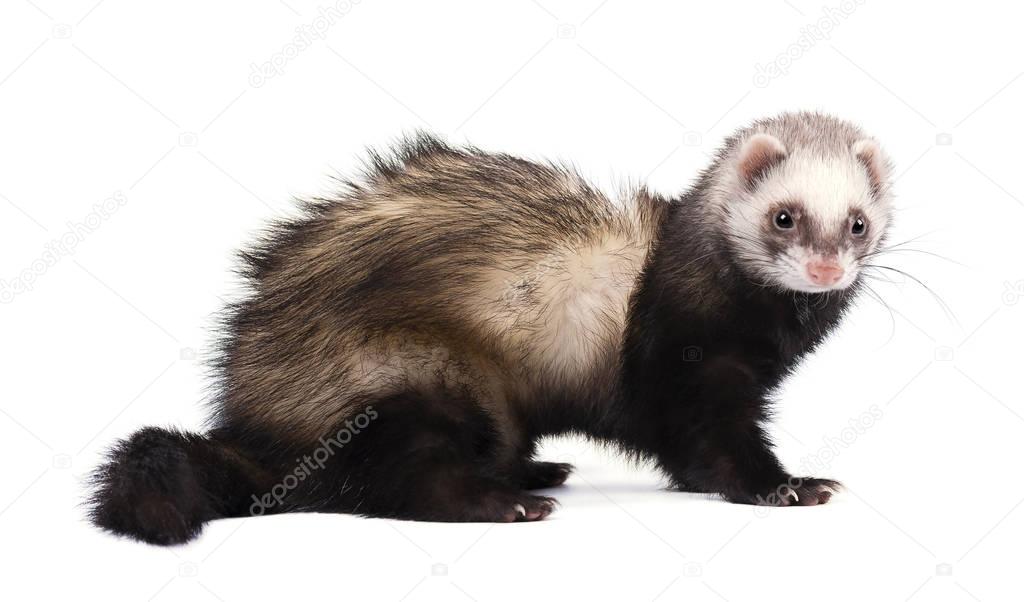 Ferret in full growth lies, isolated on white background