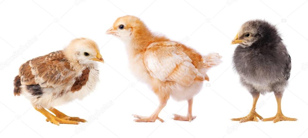 Small chickens isolated on white background. Collage of chick