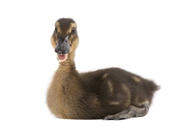 Beyaz arka plan üzerinde izole gri sevimli ördek yavrusu