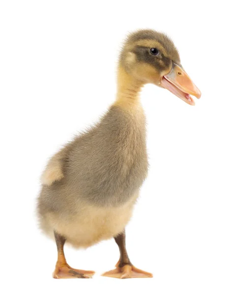 Beyaz arka plan üzerinde izole gri sevimli ördek yavrusu — Stok fotoğraf