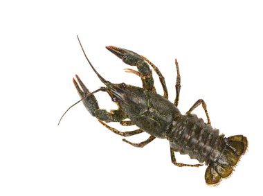 Beyaz arka plan üzerinde izole canlı kerevit