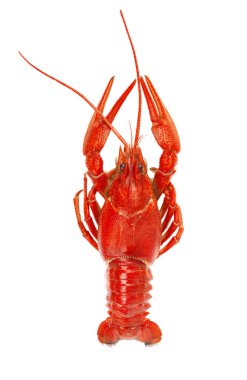 Beyaz arka plan üzerinde izole taze haşlanmış kırmızı kerevit. Üstten Görünüm