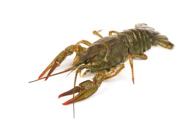 Beyaz arka plan üzerinde izole canlı kerevit