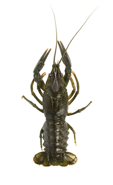 Kerevit beyaz arka plan üzerinde izole yaşıyorum. Üstten Görünüm.