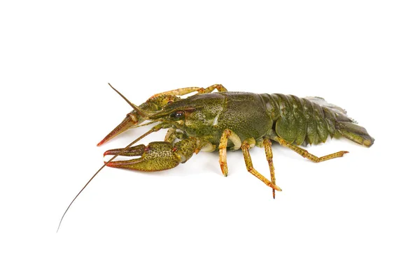 Udang hidup crayfish terisolasi pada latar belakang putih — Stok Foto