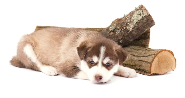 Marrone cucciolo siberiano husky con occhi azzurri sdraiato, isolato su sfondo bianco — Foto Stock