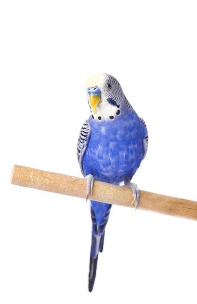 Budgie azul, isolado em fundo branco. Orçamento em pleno crescimento — Fotografia de Stock