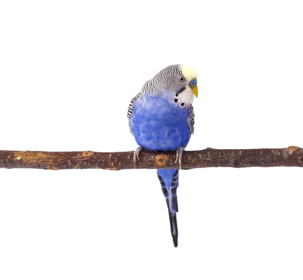 Μπλε budgie, απομονώνονται σε λευκό φόντο. Παπαγάλοι κυματιστές σε πλήρη ανάπτυξη — Φωτογραφία Αρχείου