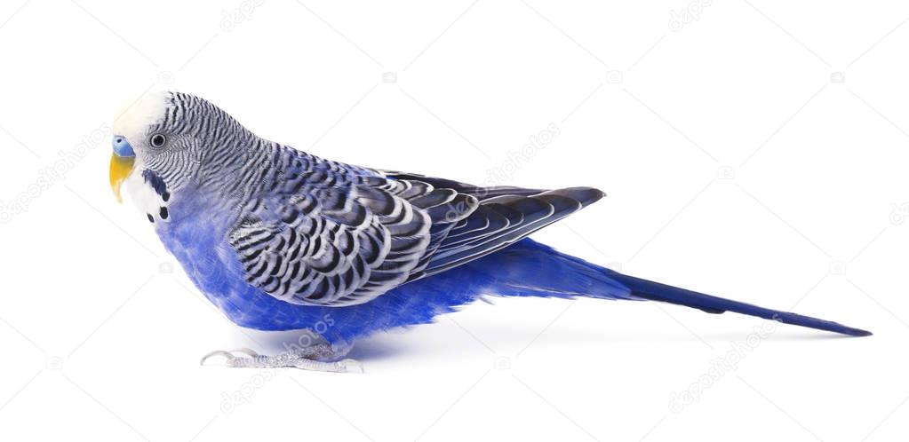 Budgie blue, isolated on white background. Budgerigar in full growth