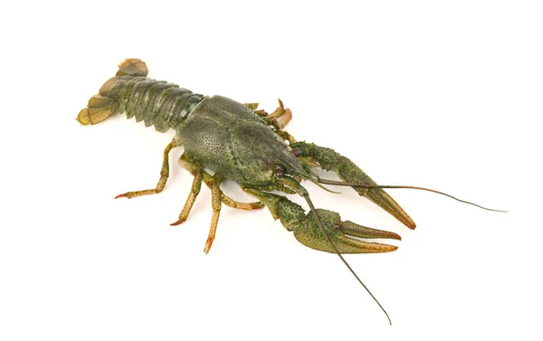 Udang mentah crayfish close-up terisolasi pada latar belakang putih — Stok Foto