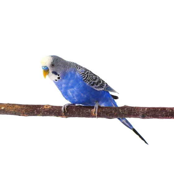 Giovane budgerigar blu su posatoio, isolato su sfondo bianco — Foto Stock