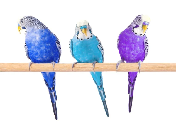 Colorful budgerigars isolated on white background. Parrots — Stock Image Colorful budgerigars isolated on white background. Parrots Stock Picture